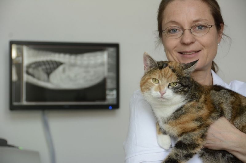 Katze zur Röntgenuntersuchung
